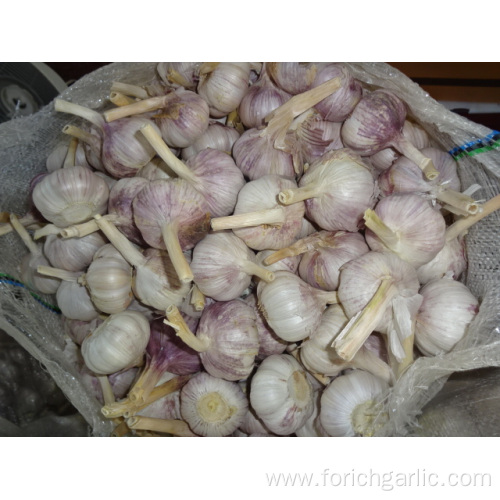 Export Standard Normal White Garlic Price